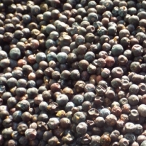 Juniper Berries - Click here to view and order this product