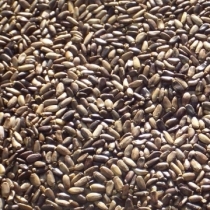 Milk Thistle Seed - Click here to view and order this product