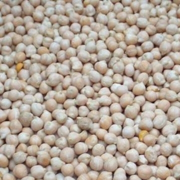 Chick Peas Small Size