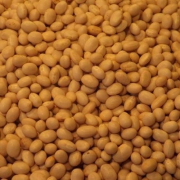 Haricot Beans Large Size