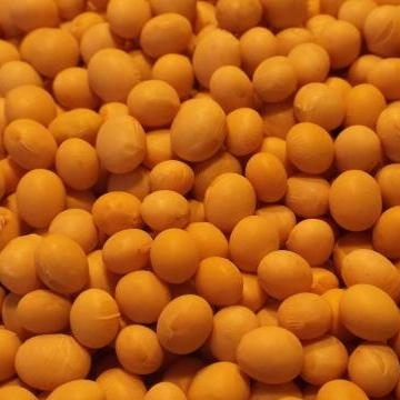 Soya Beans Small Quantity