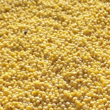 Hulled Millet Small Quantity