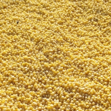 Hulled Millet Large Quantity