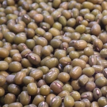 Mung Beans Small Quantity