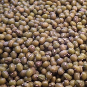 Mung Beans Large Quantity