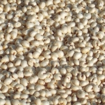 Puffed Millet - Click here to view and order this product