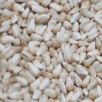 Safflower Seed Small Quantity - Click here to view and order this product