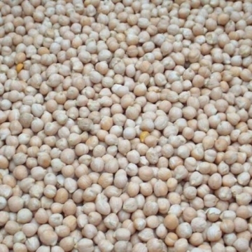 Chick Peas Large Size