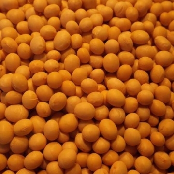 Soya Beans Large Quantity