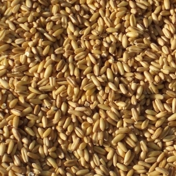 Oat Groats Small Quantity
