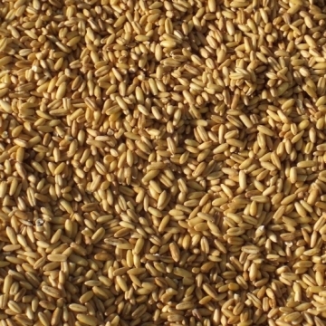 Oat Groats Large Quantity