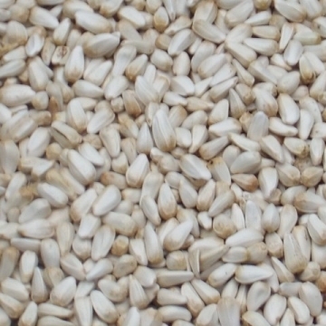 Safflower Seed Large Quantity